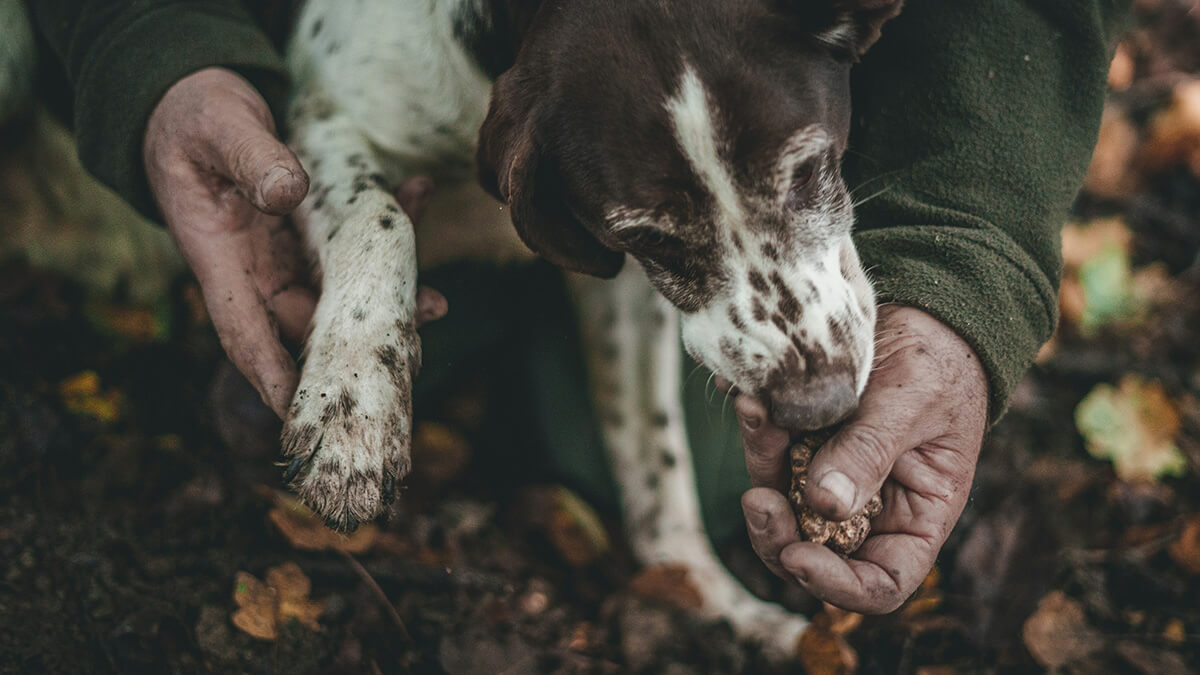 dog truffle hunting